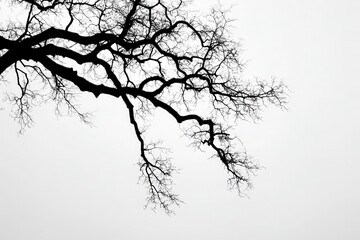 Fototapeta premium Silhouetted tree branches reaching out against a foggy, overcast sky in a tranquil setting