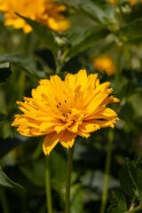 yellow flowers in sunny weather during flowering