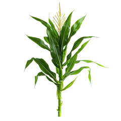 Corn plant isolated on white png fresh corn stalk png garden maize plant png cultivated corn vegetation png transparent background image