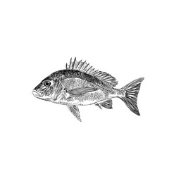 Detailed vector illustration of a realistic fish with intricate scales and fins, perfect for marine-themed designs, educational materials, or nature-inspired artwork.