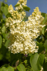lilac bushes, a spring park with blooming yellow lilac flowers in the spring season
