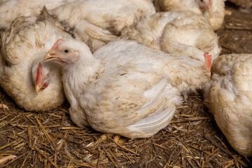 a large number of large fat chickens in a poultry farm