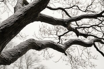 Snow-covered tree branches against a gray sky, creating a serene winter atmosphere