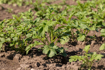 potato in the field in the spring season, new green potato foliage in the agricultural field