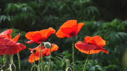 Beautiful poppy flowers blooming in the garden