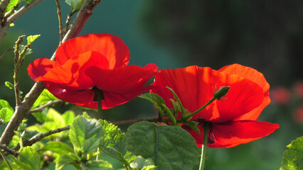 Beautiful poppy flowers blooming in the garden