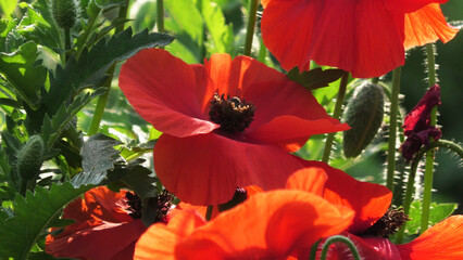 Beautiful poppy flowers blooming in the garden
