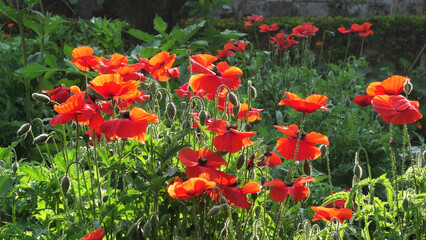 Beautiful poppy flowers blooming in the garden