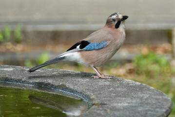 Eurasian Jay (Garrulus glandarius) sitting on the edge of water fountain in Zurich, Switzerland