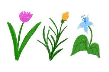 bouquet of flowers, tulip flower, isolated white background 