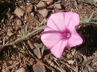 Natura