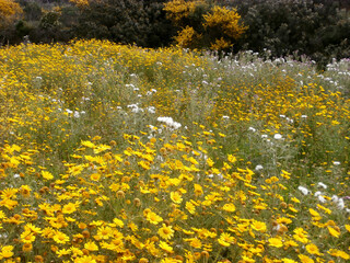 Obraz premium Natura