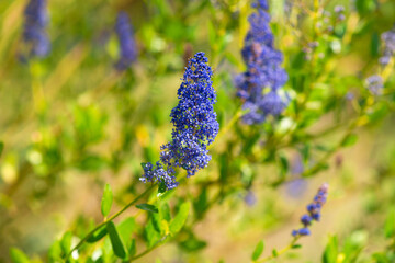Big violet or purple flower head of Lakeside ceanothus
