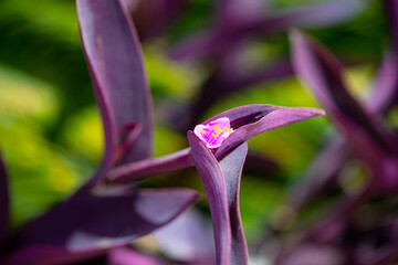 The purple heart plant (Tradescantia pallida) is an ornamental plant in selective focus.