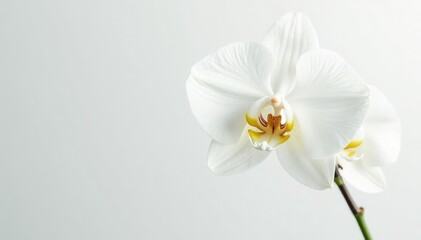 Delicate white orchid blossom against pure white backdrop, elegant, fragile