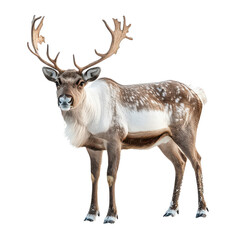 Graceful reindeer standing in snowfall png seasonal wildlife png elegant winter reindeer png cold weather forest animal png transparent background image