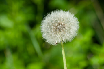 seedhead of the common dandelion on the green background close-up