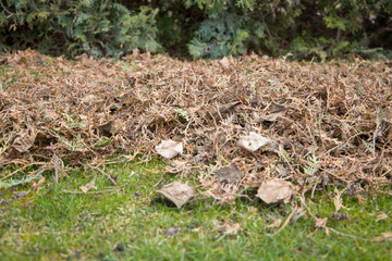 Dry thuja needles. Removing dead branches and thuja needles