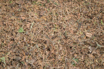 Dry thuja needles. Removing dead branches and thuja needles