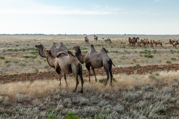 Camels grazing in the vast steppes of Kazakhstan under a clear sky