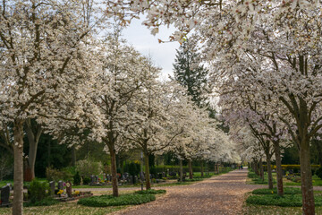 Obraz premium A tree avenue of kobushi magnolia