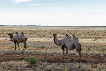 Obraz premium Camels grazing in the vast steppes of Kazakhstan under a clear sky