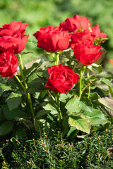 Red roses - close up shot