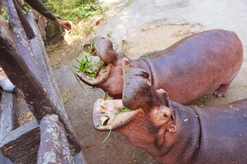 Pair of Common Hippos, the most ecologically influential African megaherbivore being fed bunches of...