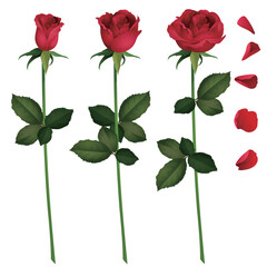 Realistic Red Rose Set – Bud, Bloom, Full Flower and Petals