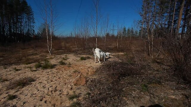 A white goat grazes in nature and eats