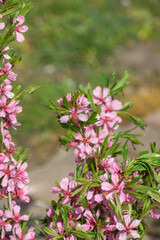 A close up shot of Prunus tenella - the dwarf Russian almond