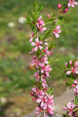 A close up shot of Prunus tenella - the dwarf Russian almond