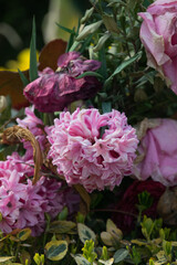 Close up shot of pink garden hyacinth