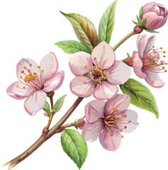 Apple cherry pink blossom bloom hand painted colorful botanical vector classic illustration