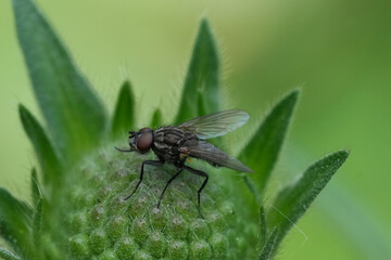 Fly resting on a vibrant green plant bud, showcasing nature's intricate details and harmonious coexistence in a natural environment.