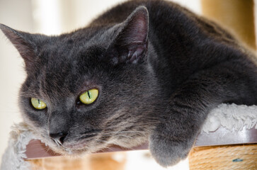 Attentive Gray Cat on Side with Bright Yellow Eyes Looking Up