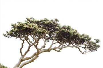 Unique twisted tree with vibrant foliage against a bright sky, symbolizing resilience and nature