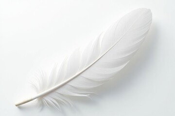 Swirling white feathers against a stark white backdrop, high resolution, smooth