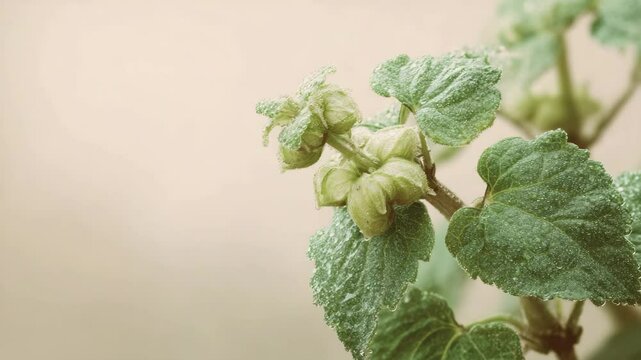 Delicate green patchouli buds and leaves, muted, representing growth and nature, against a beige background with copy space