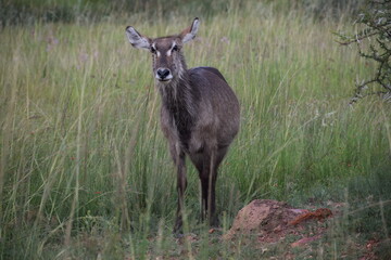 Waterbuck cow