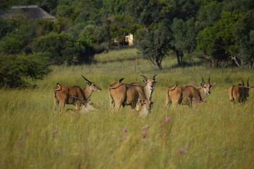 Elands in grassland savannah 