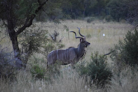 Kudu bull grazing in savannah grassland