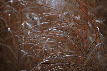 Dry grass. Fall orange reeds in morning sun back light. Wild grass. Close up of tips of long brown grass. Nature background. Field of grass during sunset