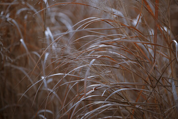 Dry grass. Fall orange reeds in morning sun back light. Wild grass. Close up of tips of long brown grass. Nature background