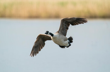 Canada goose, Branta Canadensisin flight over Oxfordshire wetlands, 