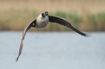 Canada goose, Branta Canadensis, in flight over Oxfordshire wetlands