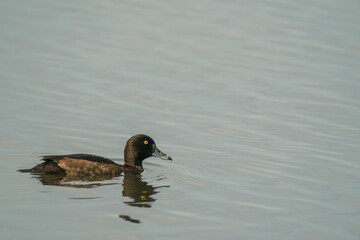 Tufted duck, Aythya fuligula, late spring in Oxfordshire