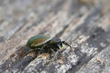Closeup on the sdark green colored jumping Heliophanus spider