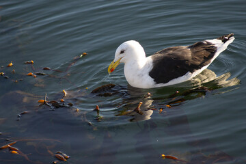 Seagull Gracefully Floating on Calm Waters in Southern Chilean Bay