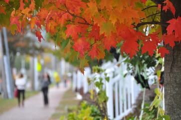 Suburban Autumn Sidewalkers